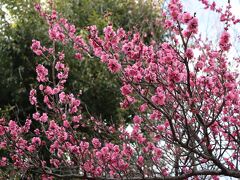 三宿神社の北側斜面の高台にある三宿の森緑地でも梅が咲いていました