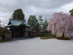 方丈前庭の唐門と枝垂れ桜の風景①