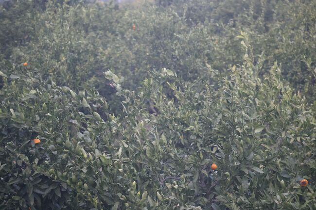 ベラト市街・ゴリツァ地区から山の中を見ています