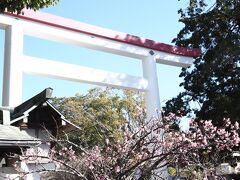 白い鳥居が眩しい鎌倉宮までやってきました。
境内前では早咲きの桜発見！