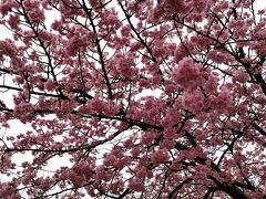 河津桜　曇天に映えて、綺麗でした。