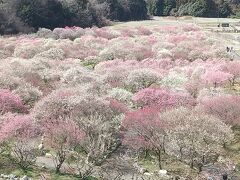 この淡いピンクのグラデーションがすごくカワイイ！