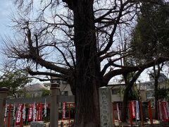 天然記念物になっているイチョウの木。
樹齢700年とか。