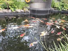 常磐タワー近くに「TOKYO TORCH Park」があり、池に鯉が！