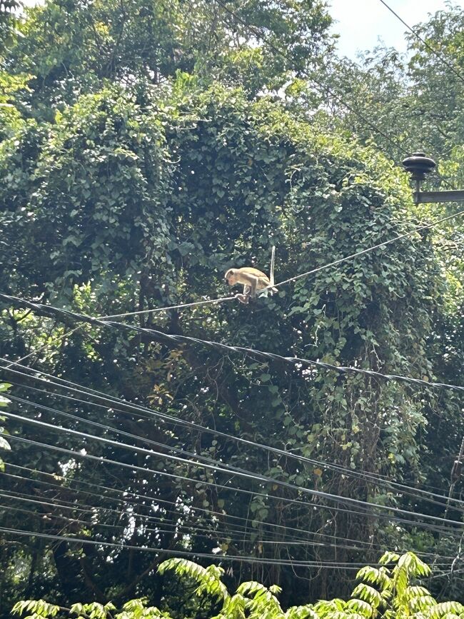 バス待ちの間はトゥクトゥクがしつこいです。<br />日本人？バスは今日はホリデーだからこないよ、トゥクトゥクどう？と。<br /><br />なお、宿の人によると往復4000ルピー(待ち時間込み)だそうです。<br />バス停では片道10USDでどう？とオファーされます。<br />バスだと100ルピーですからね･･･お金ないからバスで行くというとあっさり引き下がります。<br /><br />バス乗り場の写真じゃなくてすみません、住民の視線がすごいので撮りにくくって。場所は、ダンブッラで有名なレストラン「Benthota Bake House」の向かいあたりで、人がたくさん立っているのですぐわかるかと。<br />バス停などはありません。<br /><br />お猿さんはそのへんでたくさん見かけますw<br /><br />ダンブッラ12:30→シーギリヤ13:05（100ルピー）
