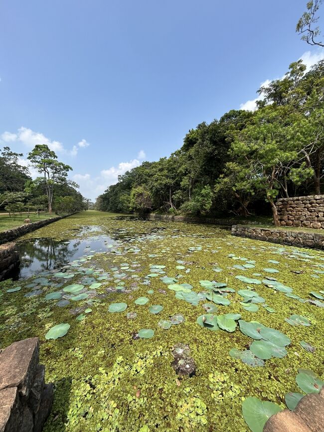 涼しげな蓮の水路を渡り
