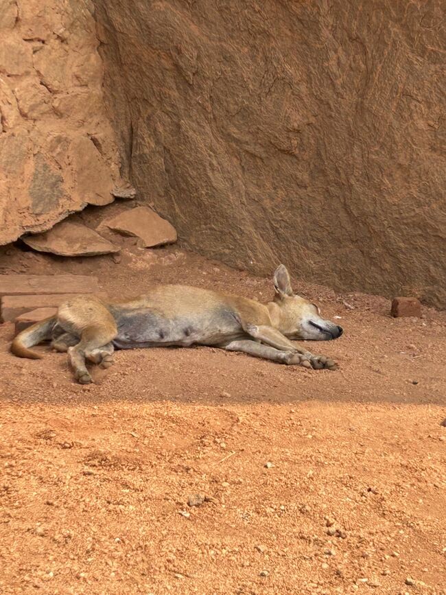 暑すぎてぐったり～