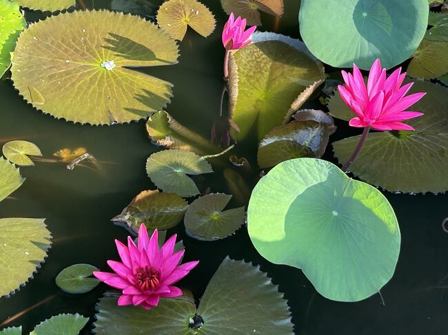 欧米人観光客が多かったです。<br />中でもフランス語は個人・団体ともによく聞こえてきました。<br /><br />最後に靴を回収するとチップと言われ20ルピー(約10円)だけ渡しましたがよかったのかどうなのか･･･