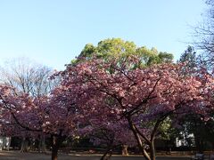 この二日間東京は強風が吹き荒れていたので河津桜が散っていないか心配でしたが、
まだ満開に近かったです