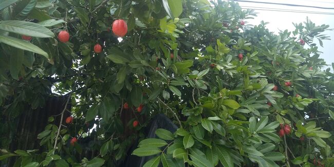 　ここでも南国の花をパチリ！