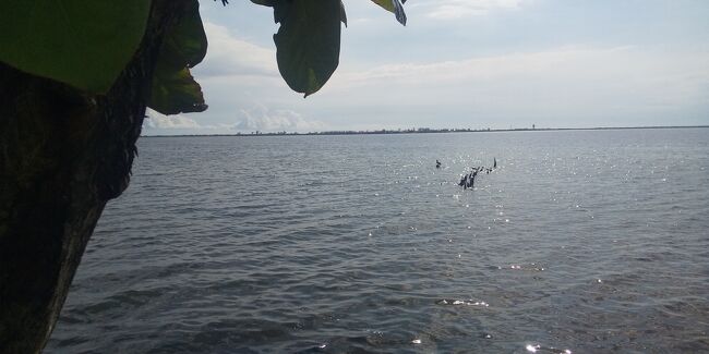 海鳥が餌を目掛けて急降下。