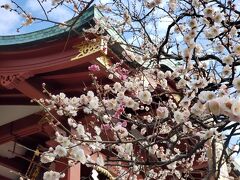 最後に、亀戸天神様の梅の花。