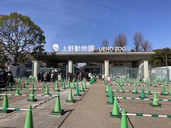 上野動物園にやってきました。
チケット買うのに、めちゃ並んでたので、ネットでチケット買って、スムーズに入場。
パンダさん、70分待ちの表記。ひょえー。すごい人気。