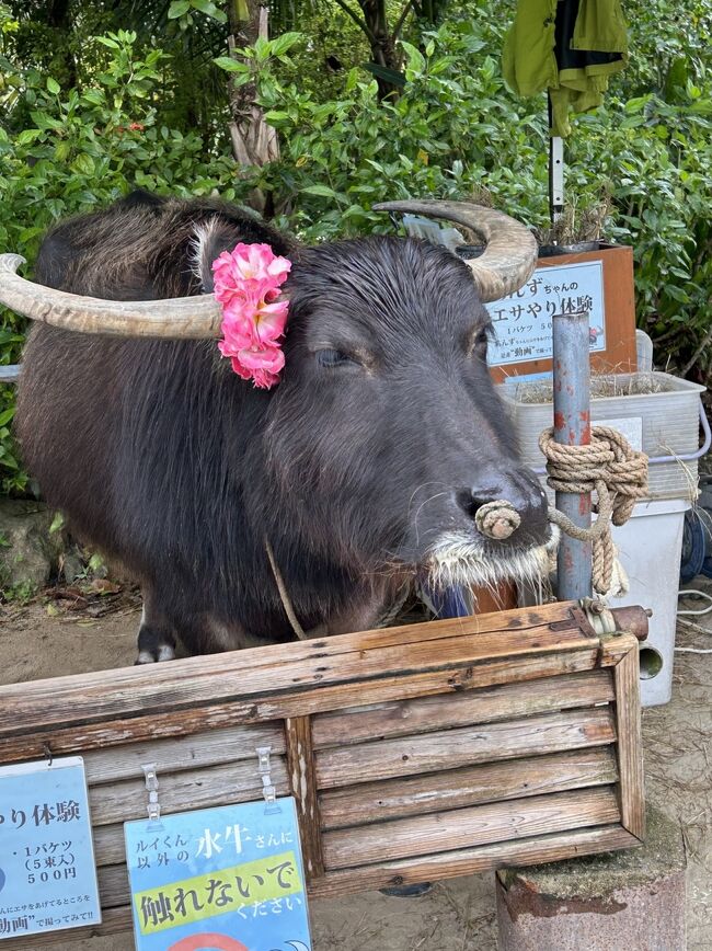 水牛に会いたくて』石垣島(沖縄県)の旅行記・ブログ by akeさん