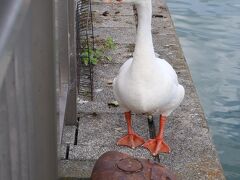 　大津港に戻ってくると、港のマスコットのガチョウの姿が確認できました。5羽のうち、この1羽だけが、誰が餌を持ってきてくれないかと、餌場で待機していました。
