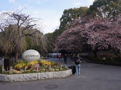 翌朝は少し遅く8時過ぎにチェックアウトしました
すぐ近くの上野公園は桜が開花していました