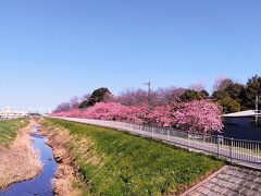 鶴瀬駅から歩いて20分くらいで到着です
山崎公園沿いに300mの河津桜の桜並木です綺麗に咲いてますね