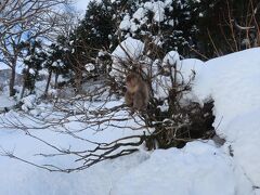 最後の急階段を登ったら、野猿公苑の料金所が現れます。(写真を撮り忘れました)　電子チケットの私は料金所のお姉さんにスマホを見せると、コードを入力してくれて、そのまま入苑できました。
料金所を抜けると、早速お猿さんがお出迎え。なんだか門番みたい！