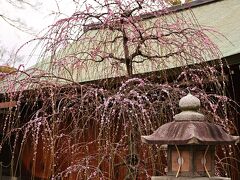 奈良旅だが、旅のスタートは京都から。しだれ梅の名所・城南宮だ。