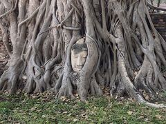 10時
遺跡-4 ワット・プラ・マハタート

神秘的な表情の仏頭が菩提樹の木に覆われている。
思っていたよりも大きかった。