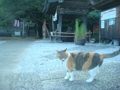 三毛猫かわいいです。数人が猫を取り囲み写真撮影。