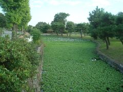 コミュニティセンター前の池（水城公園）では咲いているホテイアオイを見ることができました。