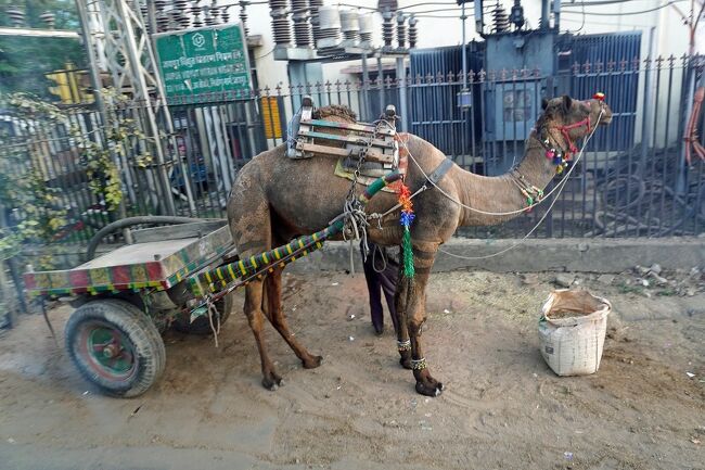 トラピックス 魅惑のインド6日間（5）ピンクシティと風の宮殿を