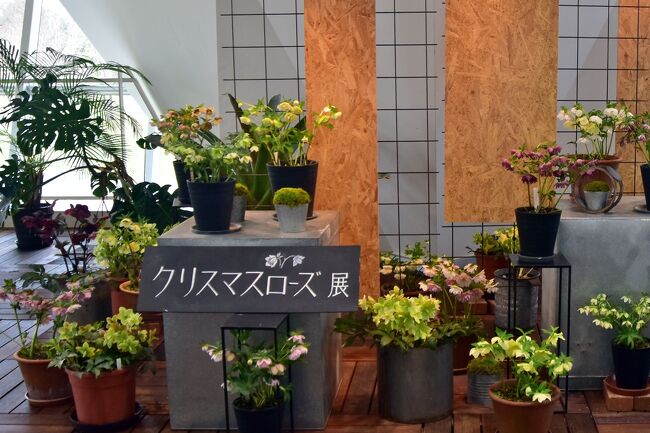 フラワーパーク江南（木曽三川公園）の<br />クリスタルフラワー館2Fの<br />クリスマスローズの世界を見てきました。<br />開催期間：2024年2月10日(土)～3月3日(日)<br />場所：クリスタルフラワー2階展示コーナー（観覧無料）<br />日時：9：30～16：30　※最終日12：00まで<br /><br />原種や市場に流通する品種、また育種家が品種改良を重ねた<br />クリスマスローズ100鉢以上が展示されました。<br /><br />イベント参加時はマスクの着用をお願いしますとのこと。
