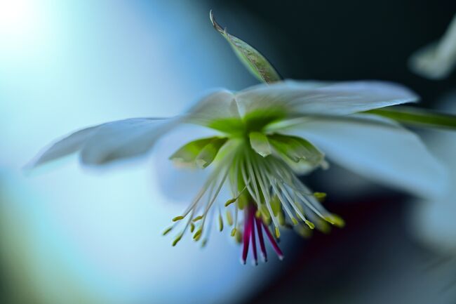 割と横向きに咲いて、お顔を見せてくれてます。<br />が最終日に近いので、下向き。<br /><br />撮る時、しゃがんで撮らないと撮れない・・・。<br />スマホの方が撮りやすいかもしれない。