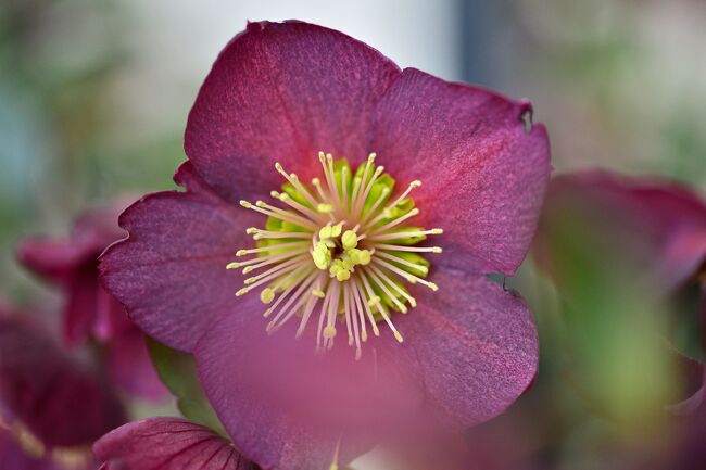 クリスマスローズは、<br /><br />学名のヘレボルス（Helleborus）は、ギリシャ語の<br />「殺す（Helenin）」と「食べ物（bora）」の2つの言葉のです。<br />これは、クリスマスローズの根の樹液に含まれる<br />毒をとって狩りに利用していたことに由来しています。<br />