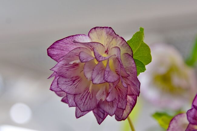 クリスマスローズが人気の多年草になったこともあり、<br />白色しかなかったクリスマスローズも今では、<br />紫やピンク、黄、黒、緑など様々な花色が<br />品種改良によって生み出されています。