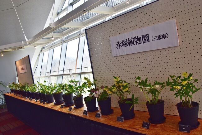 沢山の鉢が並び綺麗な花が・・・<br />原種や園芸品種、育種家が品種改良を重ねた<br />クリスマスローズなど100鉢以上を展示。