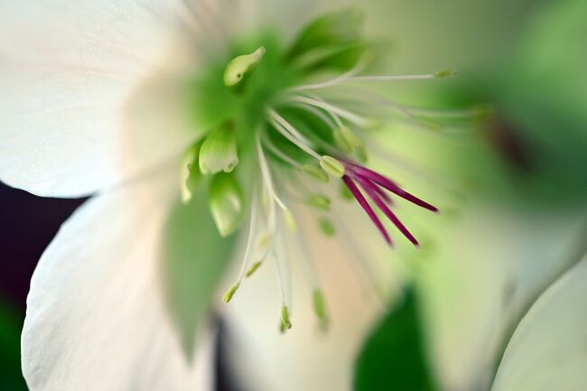 “冬の貴婦人”とも呼ばれるクリスマスローズ<br />別名　雪起こし、へルボルス、ヘレボラス