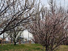 御幸公園
江戸時代の桜の名所で明治天皇も行幸されました。
この日は、もう梅も後半という感じでした。
