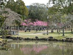 さあ、奈良公園へ。遠くから梅園が見える。ピンク色が鮮やかだ