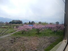 東山梨駅付近の桃の花