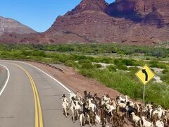 ルートの後半がカファヤテ渓谷。山羊の群れがロバに乗った農夫に追い立てられて移動中。