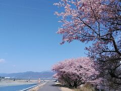 大漁桜の桜並木
