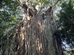 カーテンフィグツリー国立公園