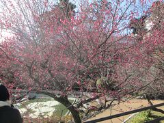 河津桜　花弁5枚、花弁の色は淡紅紫色、開花期は2月下旬～3月上旬、オオシマザクラとカンヒザクラの交雑種です。城内に数本咲いていました