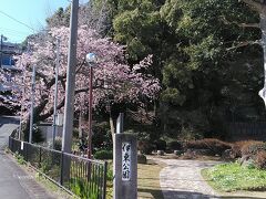 伊東駅の裏側にある伊東公園です
入口付近にオオカンザクラが綺麗に咲いてます(^^)