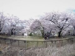 勝沼ぶどう郷駅だと思ったが、線路沿いにある旧勝沼駅のホーム跡や軌道後を利用した甚六桜公園の桜が満開だった