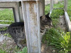 ローマンアゴラを風の塔近くを縄張りとする猫