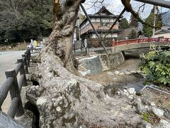 兵庫県の指定天然記念物　「柏原の大ケヤキ（木の根橋）」
どういうことだ？と思って見てみると木の根が川を渡る天然の橋として対岸にかかっていました。

