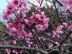 確かに咲いてるよ「桜」が
　