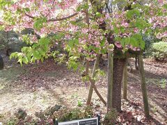 早咲きの「カワヅザクラ」だが、これも「サクラ」には変わりない
　