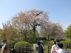 4月初めは 京都へ

円山公園の「大枝垂れ」は 毎年 お見事
　