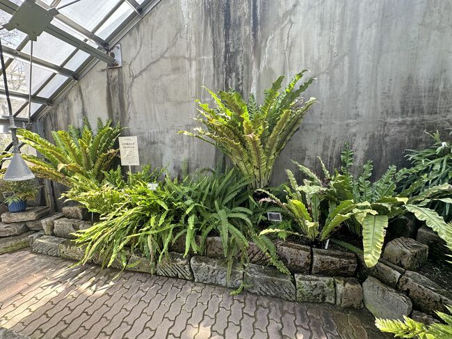 北海道大学植物園 2023年5月2日』札幌(北海道)の旅行記・ブログ