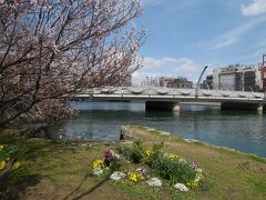 3月の頭にもう桜が咲いています。修善寺寒桜という早咲きの桜でした。