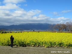 第1なぎさ公園菜の花畑